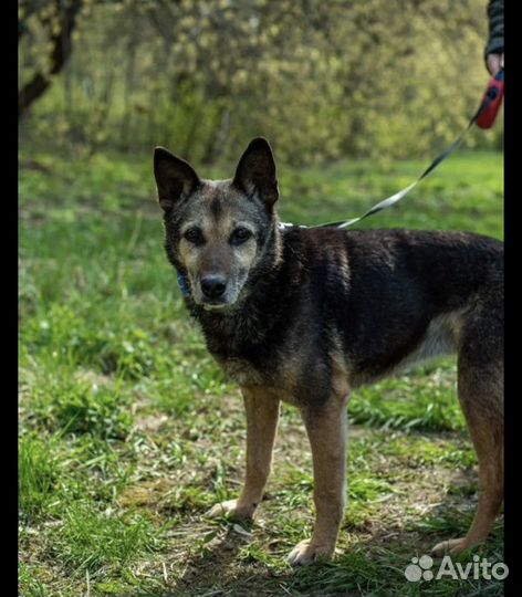 Пипетки из приюта такие славные