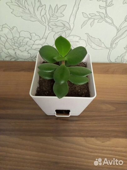 Толстянка (денежное дерево)