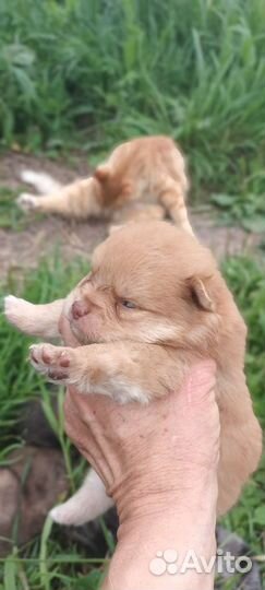 Шпицы редкого окраса