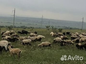 Бараны на Курбан
