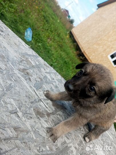 Щенки дворняжки
