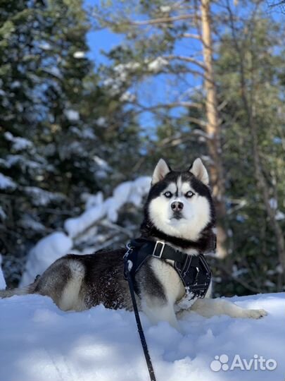 Вязка кобеля хаски