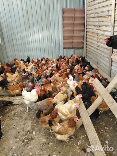 Домашние Несущие Куры, Петухи, Индоутки