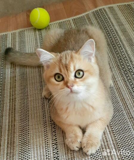 Золотая шиншилла