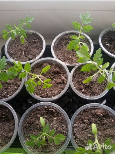 Рассада томатов черри