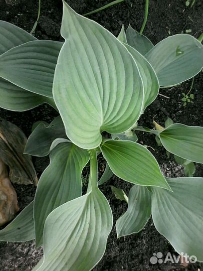 Хоста цветок