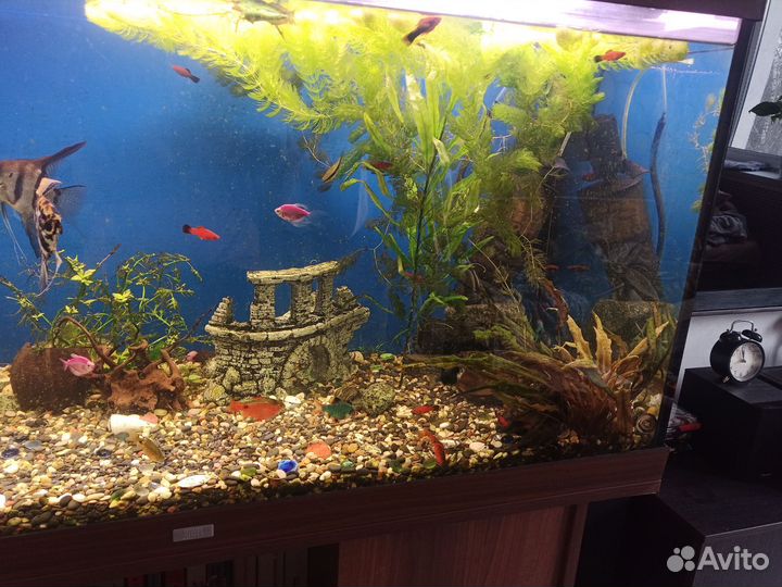 Аквариум со всем содержимым