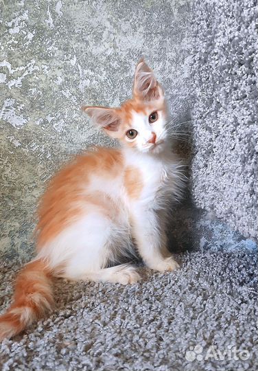 Котенок мейн-кун девочка