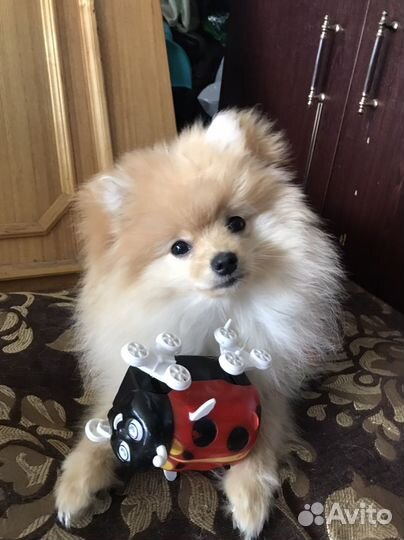 Щенки шпица