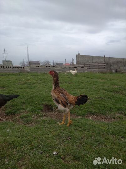 Бойцовая курица