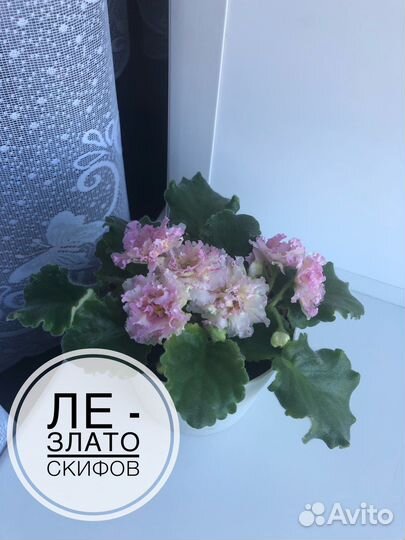 Сортовая фиалка стартер