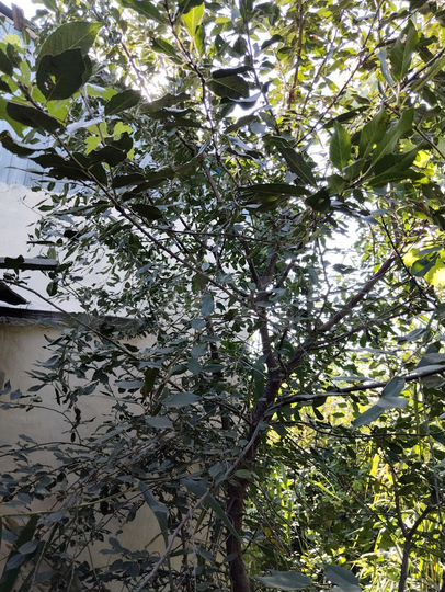 Дача 20,6 м² на участке 7 сот.