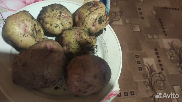 Продажа картошки