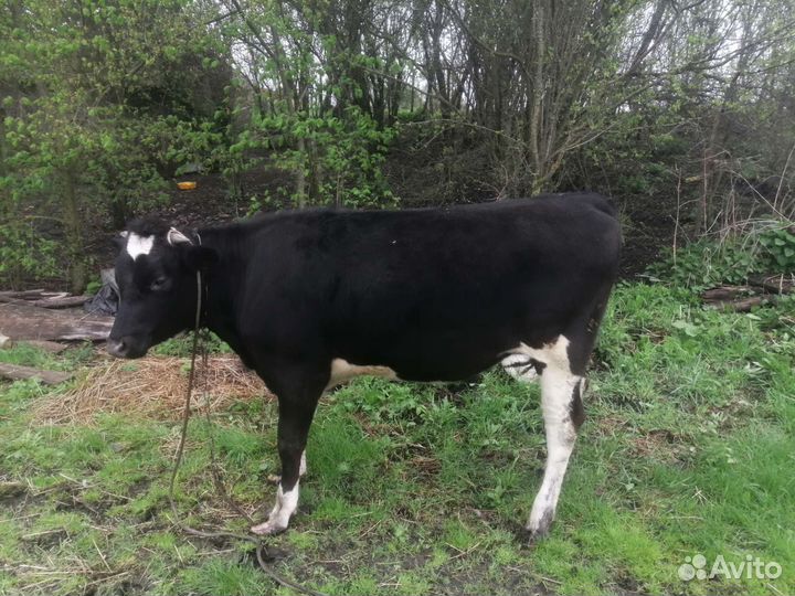 Тёлка помись галштинки