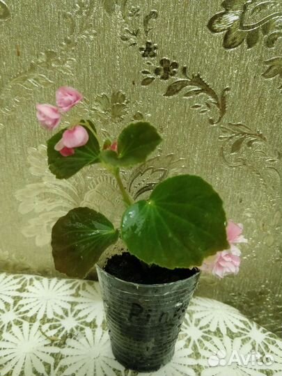 Бегония вечноцветущая махровая