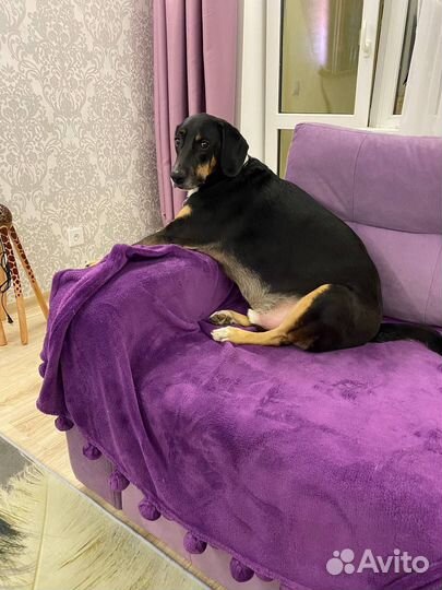 Кобель 5лет в добрые руки