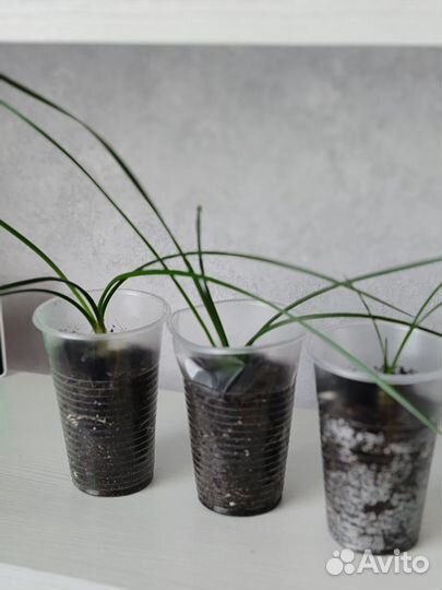 Зефирантес белый