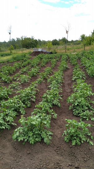 Дача 20 м² на участке 15 сот.