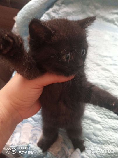 Кошка в дар