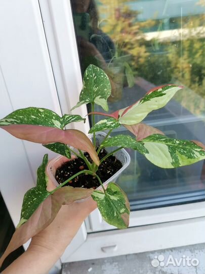 Сингониумы, фикус