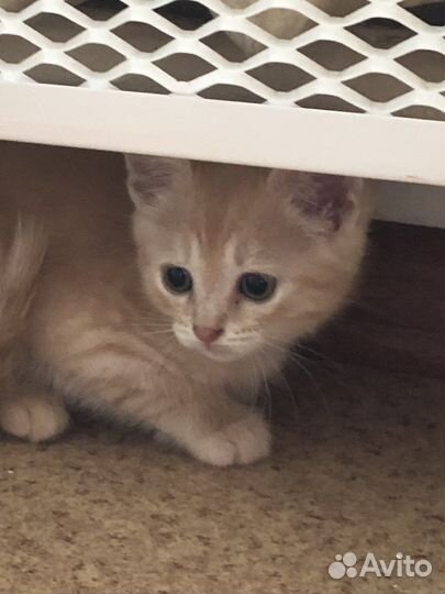Котик в дар