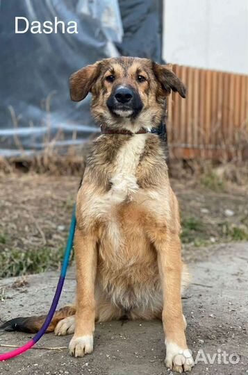 Собаки бесплатно в добрые руки