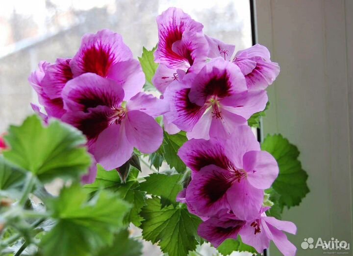 Комнатные растения цветы