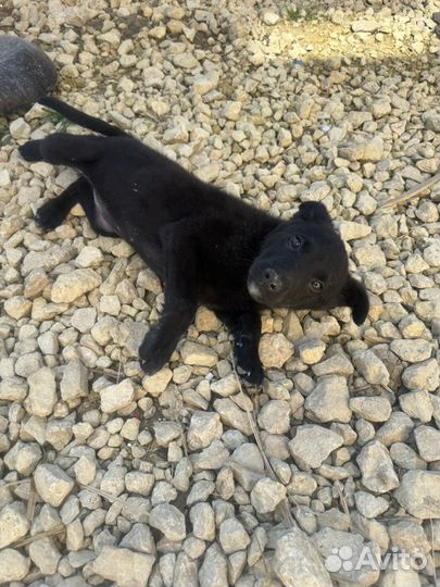 Собаки в дар