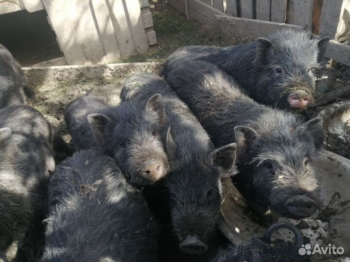 Метисы вьетнамские+венгерская мангалица поросята