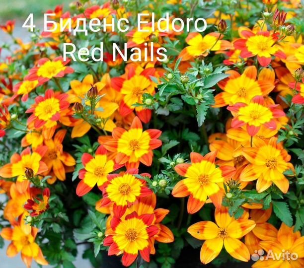 Гвоздика ампельная,остеоспермум,брахикома,биденс