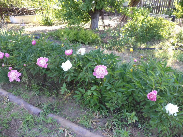 Дача 24 м² на участке 6 сот.