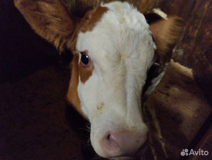 Молоко коровье оптом