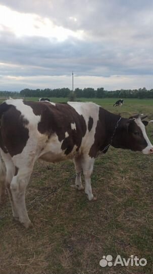 Быков тёлок каров живём также мясо и вынужденый