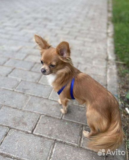 Вязка кобель чихуахуа