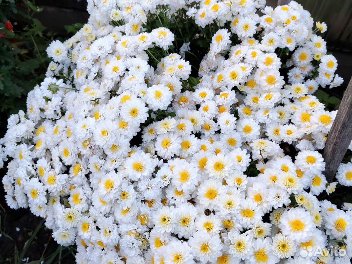 Хризантема букет