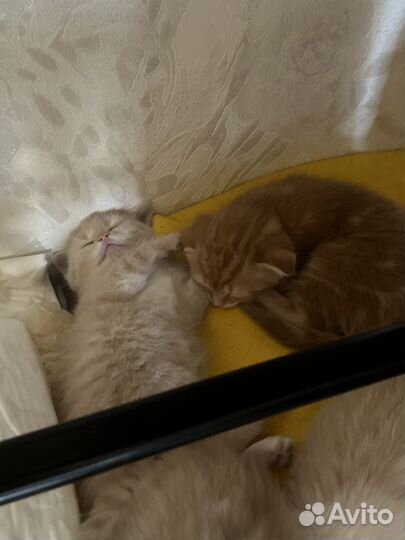 Кошки шотландцы