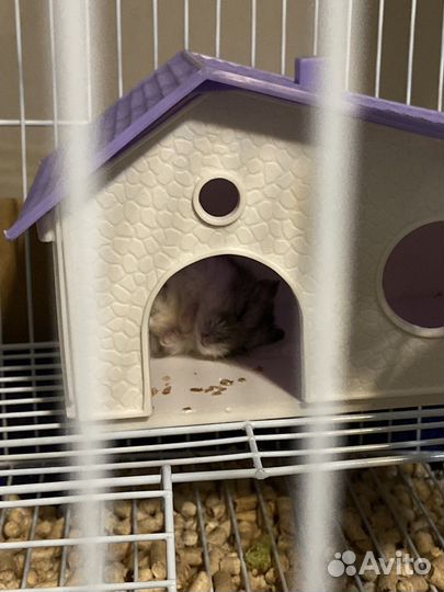 Джунгарский хомяк + клетка, корм