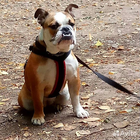 Дрессировка собак