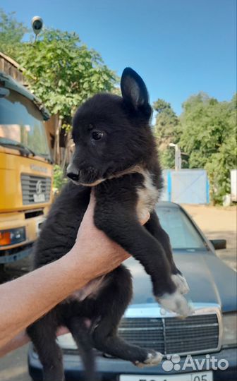Щенок в добрые руки бесплатно