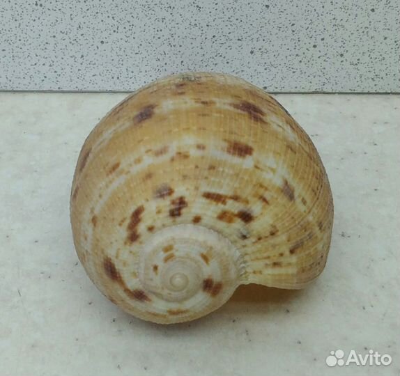 Фикус Вериджита 8,1 морская ракушка раковина