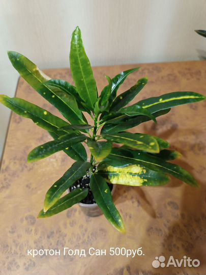 Кротоны и Бегония Инка Фире Рекс, Антуриум