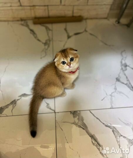 Шотландская