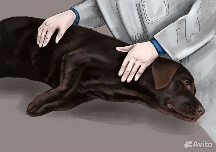 Ветеринарные услуги с выездом на дом