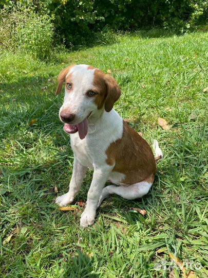 Собаки бесплатно в добрые руки щенки