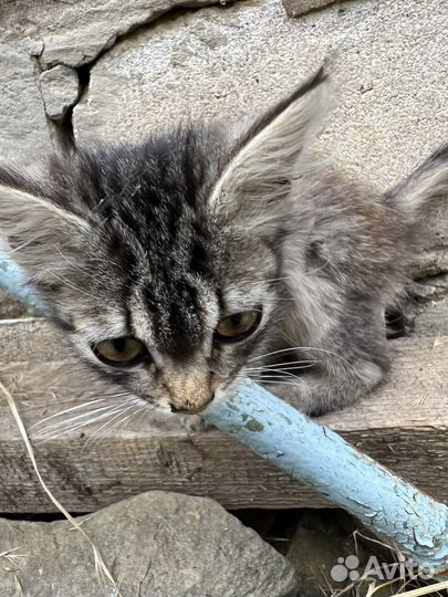 Котенок девочка