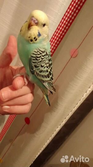 Птенцы Чехи Волнистый попугай