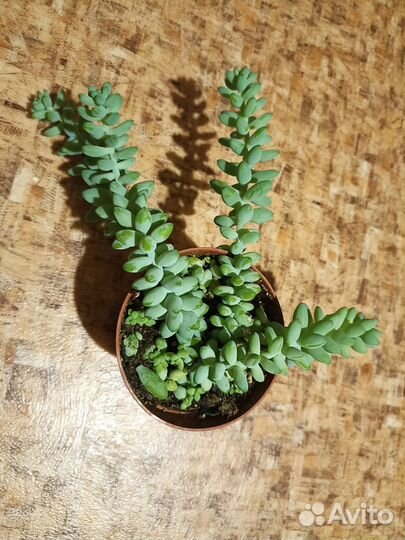 Очитки,седумы, монадениум вар