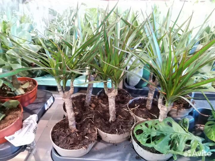 Драцена маргината пальма