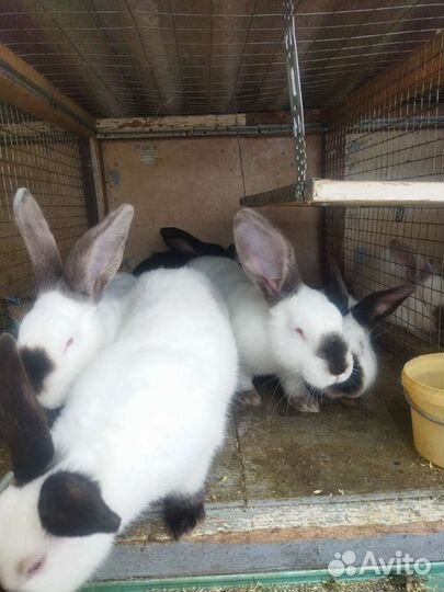 Кролики Калифорнийские от 1,5 месяца