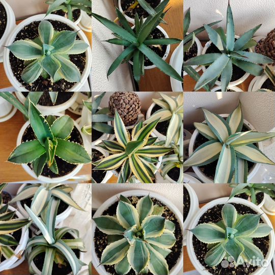 Агавы коллекционные сортовые